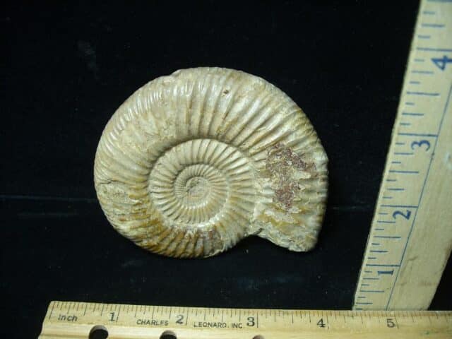 Natural/Polished Ammonite (022224d) - Image 2