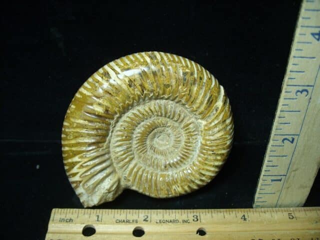 Natural/Polished Ammonite (022224e)