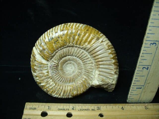 Natural/Polished Ammonite (022224e) - Image 2