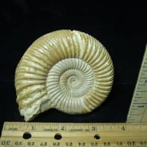 Natural/Polished Ammonite (022224g)