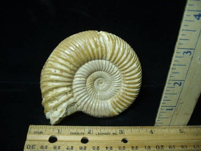 Natural/Polished Ammonite (022224g)