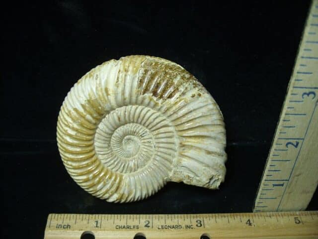 Natural/Polished Ammonite (022224g) - Image 2