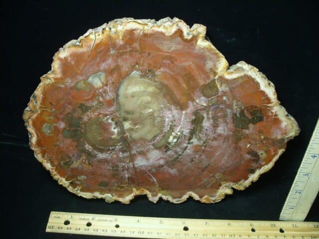Madagascar Petrified Wood Log Slice (022224dt)