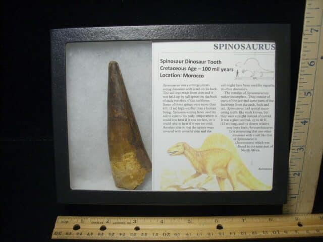 Large Authentic Spinosaurus Dinosaur Tooth (022824d)
