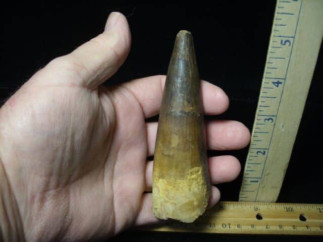 Large Authentic Spinosaurus Dinosaur Tooth (022824d) - Image 2
