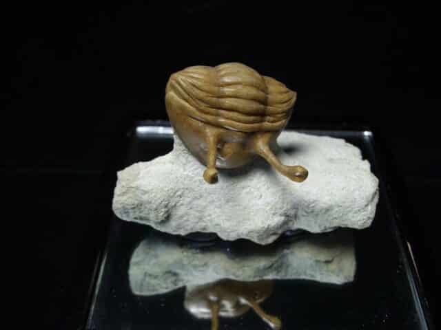 Fossilized Trilobite – Kowalewski (022824j) - Image 2