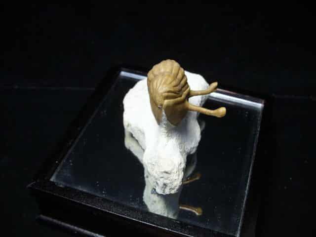 Fossilized Trilobite – Kowalewski (022824j) - Image 3
