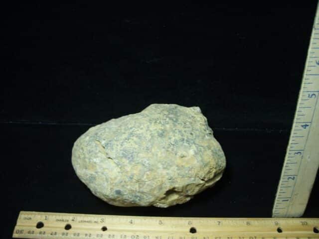 Fossilized Trilobite Nodule – Calymene tristani (022824m) - Image 2
