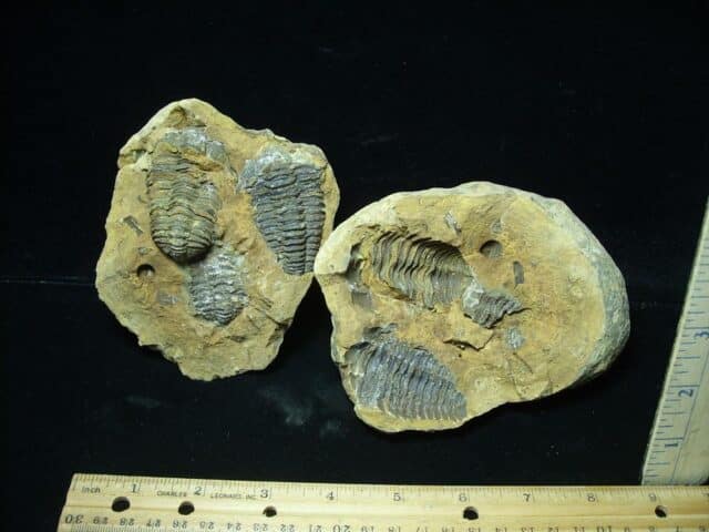 Fossilized Trilobite Nodule – Calymene tristani (022824m)