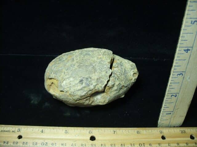 Fossilized Trilobite Nodule – Calymene tristani (022824r) - Image 2