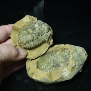 Fossilized Trilobite Nodule – Calymene tristani (022824r)
