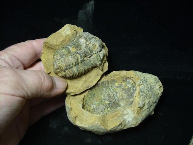 Fossilized Trilobite Nodule – Calymene tristani (022824r)
