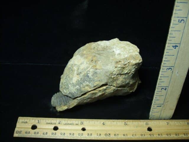 Fossilized Trilobite Nodule – Calymene tristani (022824s) - Image 2