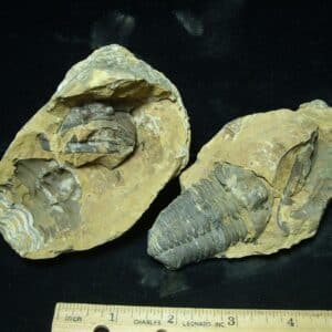 Fossilized Trilobite Nodule – Calymene tristani (022824s)