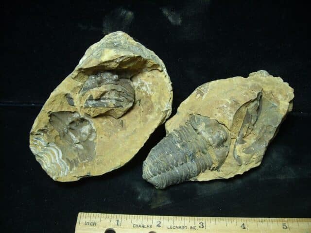 Fossilized Trilobite Nodule – Calymene tristani (022824s)