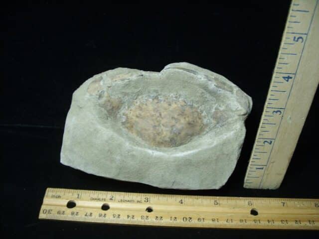 Fossil Crab (022924g) - Image 3