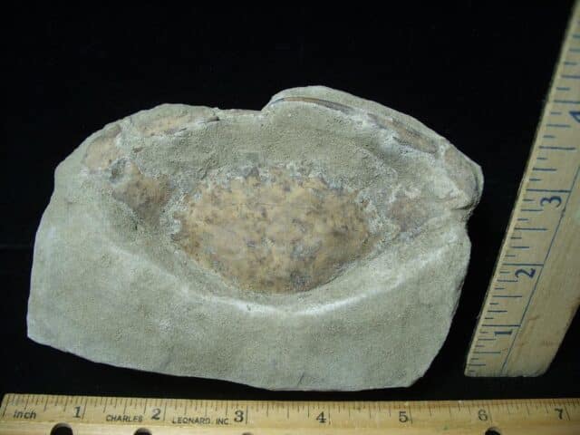 Fossil Crab (022924g) - Image 2