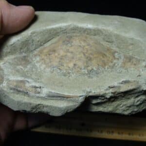 Fossil Crab (022924g)