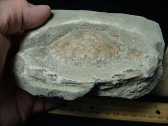 Fossil Crab (022924g)
