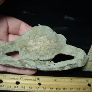 Fossil Crab (022924h)