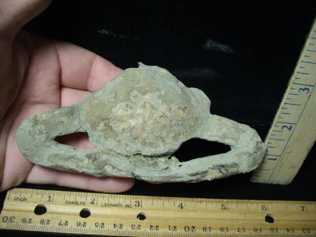 Fossil Crab (022924h)