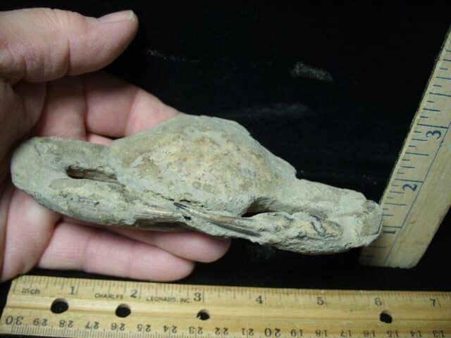 Fossil Crab (022924h) - Image 2