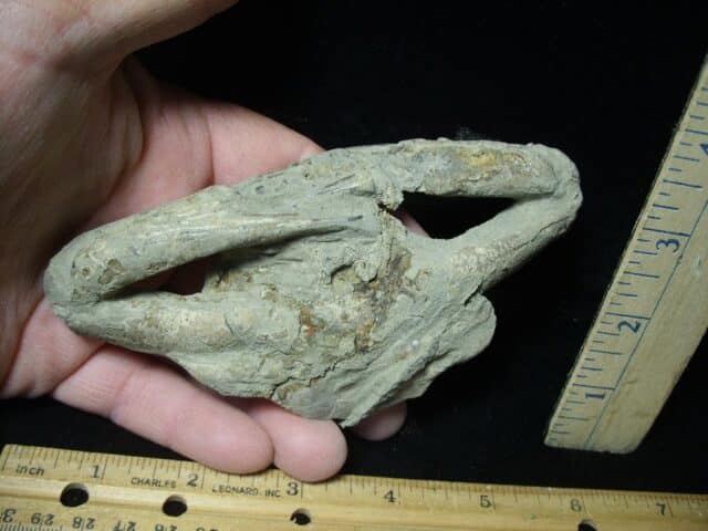 Fossil Crab (022924h) - Image 3