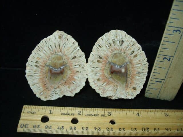 Fossilized Araucaria Cone (022924n)