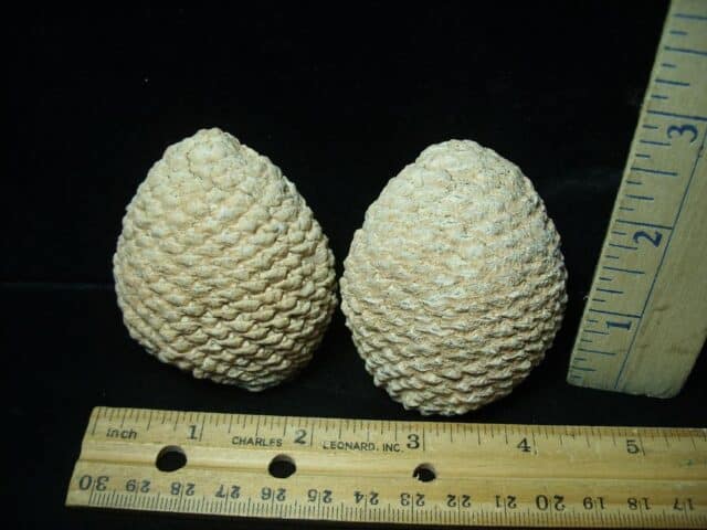 Fossilized Araucaria Cone (022924n) - Image 2