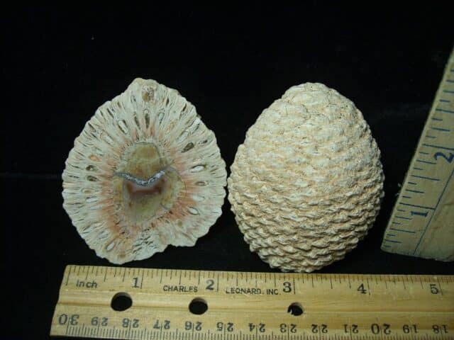 Fossilized Araucaria Cone (022924n) - Image 3