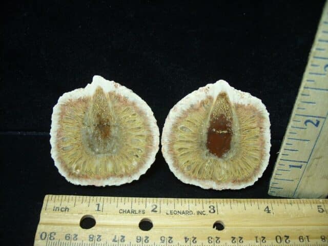 Fossilized Araucaria Cone (022924t)