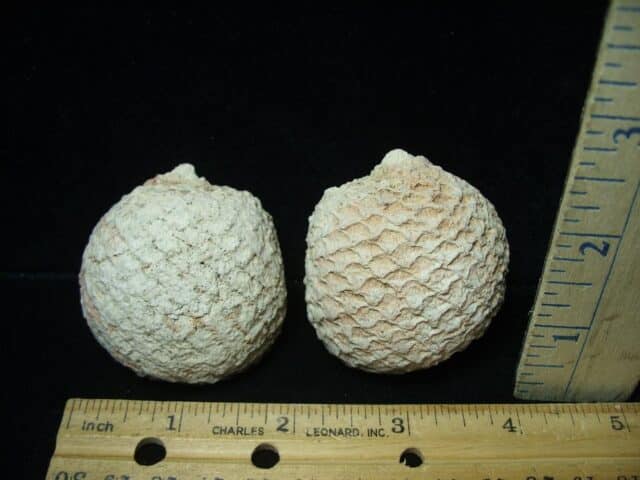 Fossilized Araucaria Cone (022924t) - Image 2