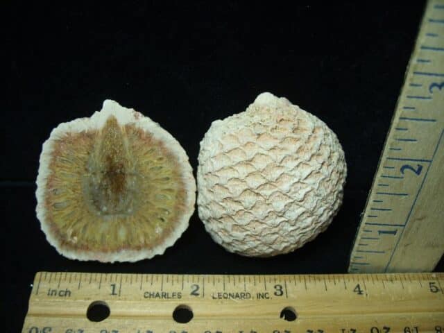 Fossilized Araucaria Cone (022924t) - Image 3