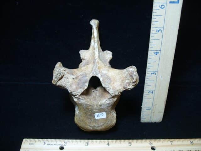 Fossilized Cave Bear Back Vertebra (101324a)