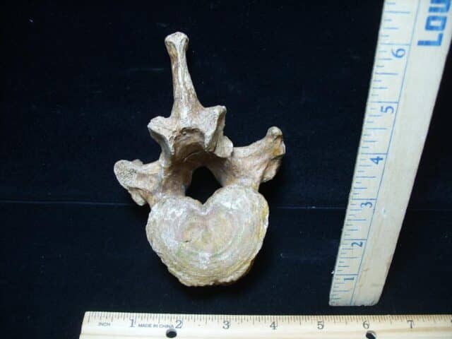Fossilized Cave Bear Back Vertebra (101324a) - Image 2