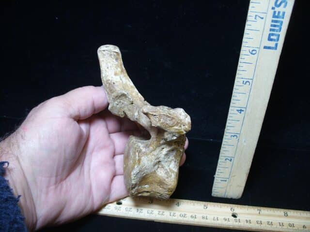 Fossilized Cave Bear Back Vertebra (101324a) - Image 3