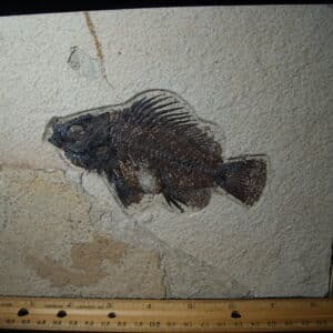 Priscacara  Fossil Fish  (020825a)
