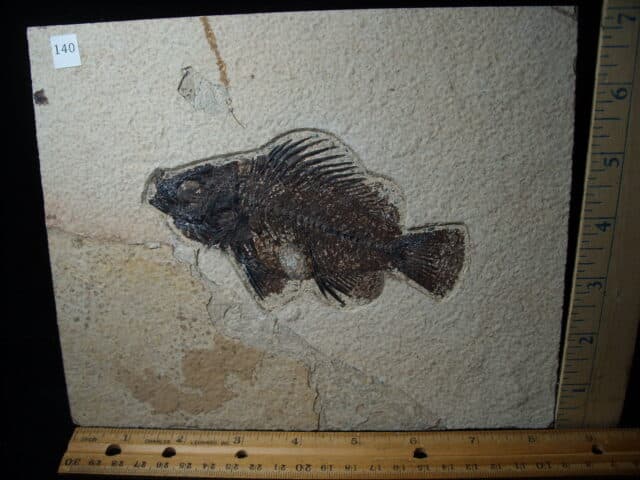 Priscacara  Fossil Fish  (020825a)