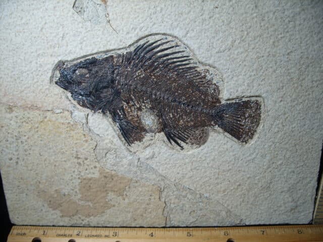 Priscacara  Fossil Fish  (020825a) - Image 2