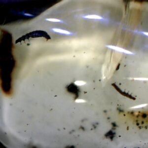 Dominican Amber Specimen with Silk Worm   (030124c)