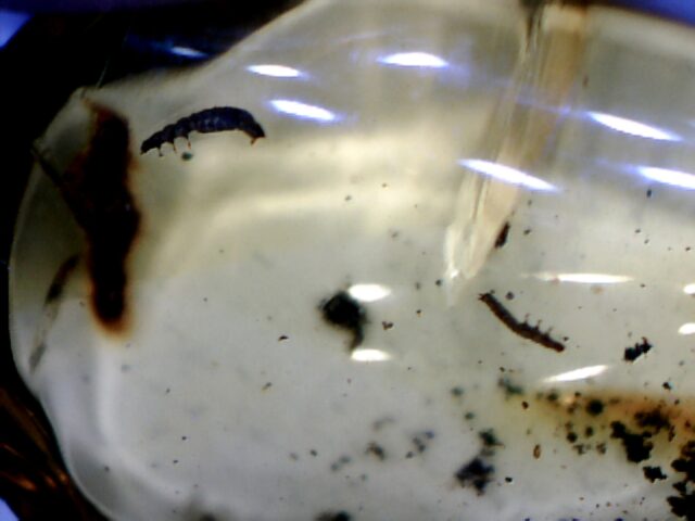 Dominican Amber Specimen with Silk Worm   (030124c)