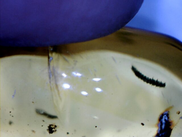 Dominican Amber Specimen with Silk Worm   (030124c) - Image 2