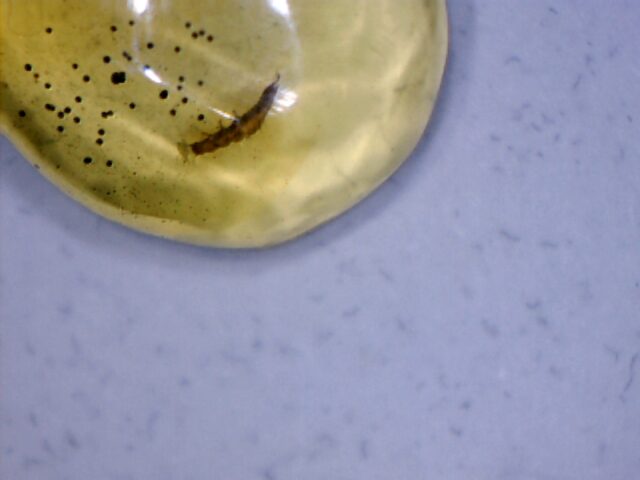 Dominican Amber Specimen with Silk Worm   (030124d) - Image 2