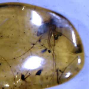 Dominican Amber Specimen with Mosquito   (030124e)