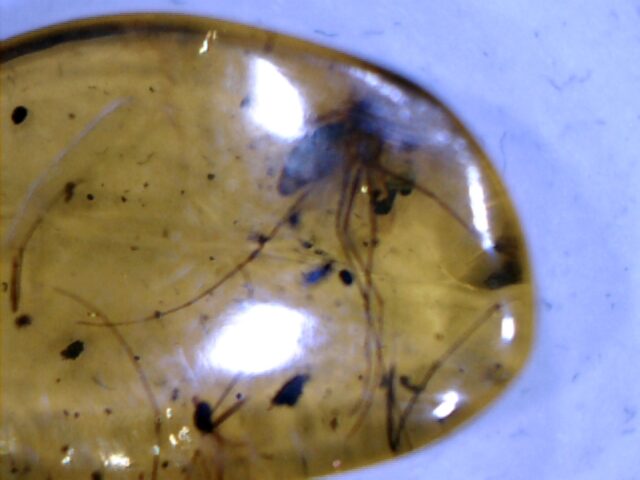 Dominican Amber Specimen with Mosquito   (030124e)