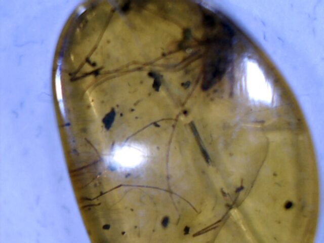 Dominican Amber Specimen with Mosquito   (030124e) - Image 2
