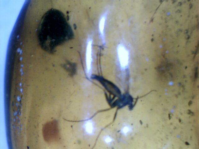 Dominican Amber Specimen with Mosquito   (030124g)