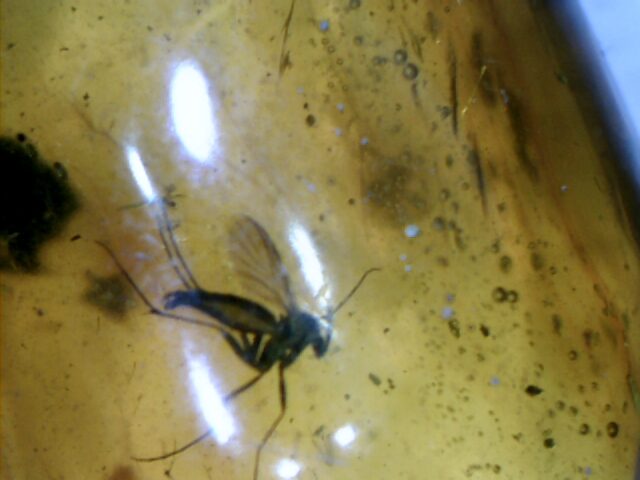 Dominican Amber Specimen with Mosquito   (030124g) - Image 2