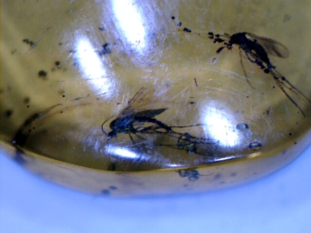 Dominican Amber Specimen with Multiple Mosquitos   (030124h) - Image 2