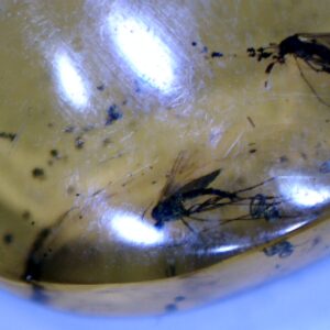 Dominican Amber Specimen with Multiple Mosquitos   (030124h)